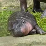 Moo Deng sleeps. Image: Shutterstock